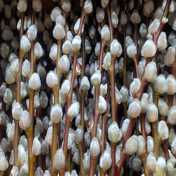 Frischer natürlicher Weidenkätzchen Bund 80cm – Hochzeitsdeko Osterdeko Frühlingsstrauß
